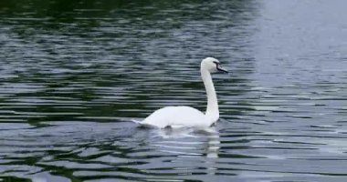 Güzel beyaz kuğu izleyiciden uzaklaşıyor.