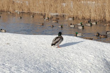 Yalnız Mallard Ördeği kıyıda duruyor