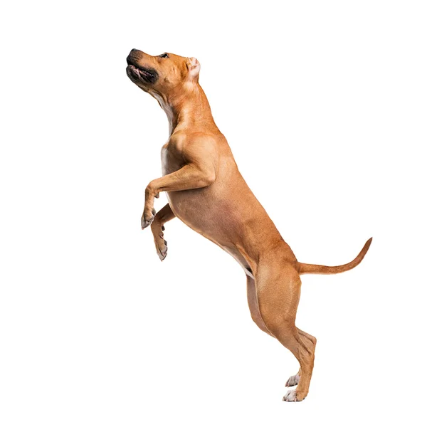 Staffordshire terrier — Zdjęcie stockowe