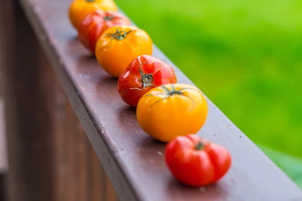 Tomates — Fotografia de Stock