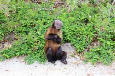 capuchin maymunu