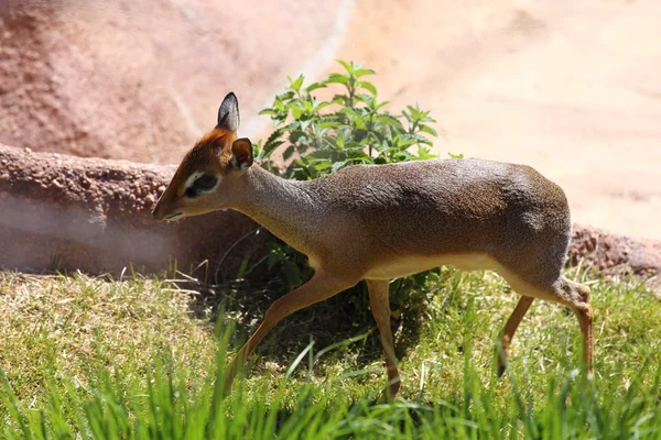 Dik Dik — Stock Photo, Image