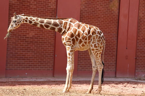 Reticulated Giraffe — Stock Photo, Image