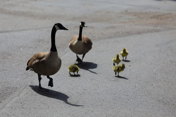 Canadian Geese — Stock Photo, Image