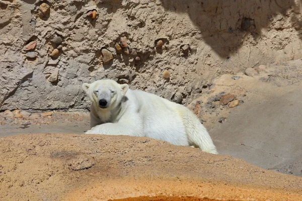 Polar Bear — Stock Photo, Image