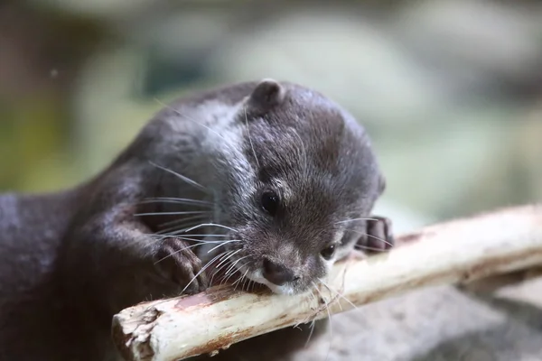 River Otter — Stock Photo, Image