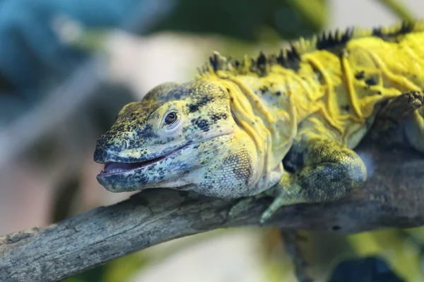 Iguana — Fotografia de Stock