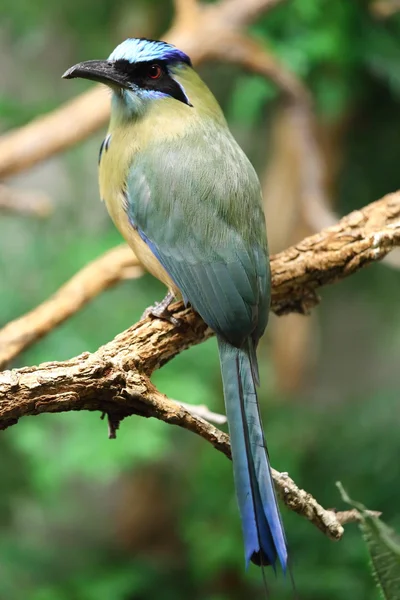 Pássaro verde e azul — Fotografia de Stock