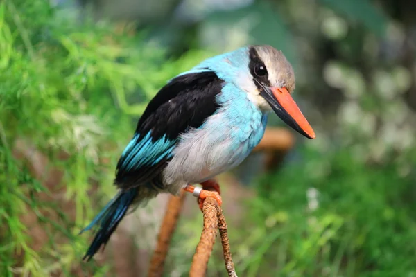 Pássaro preto e azul — Fotografia de Stock