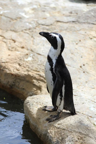 Penguin — Stock Photo, Image