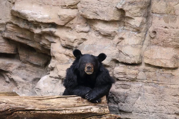 Sun Bear — Stock Photo, Image