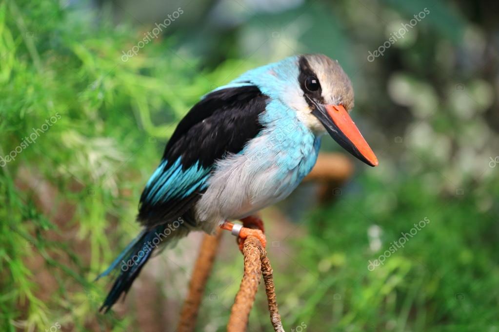 Oiseau Noir Et Bleu Photographie Abhbah05 75301181