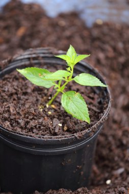 Bir bitki yetiştirme