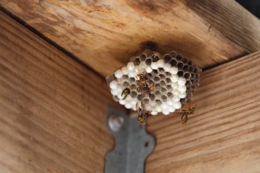 Wasp Nest clipart