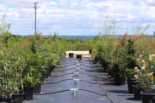 Vivero de plantas — Foto de Stock