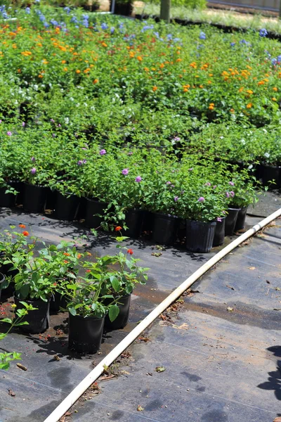 Vivero de plantas Fotos de stock libres de derechos