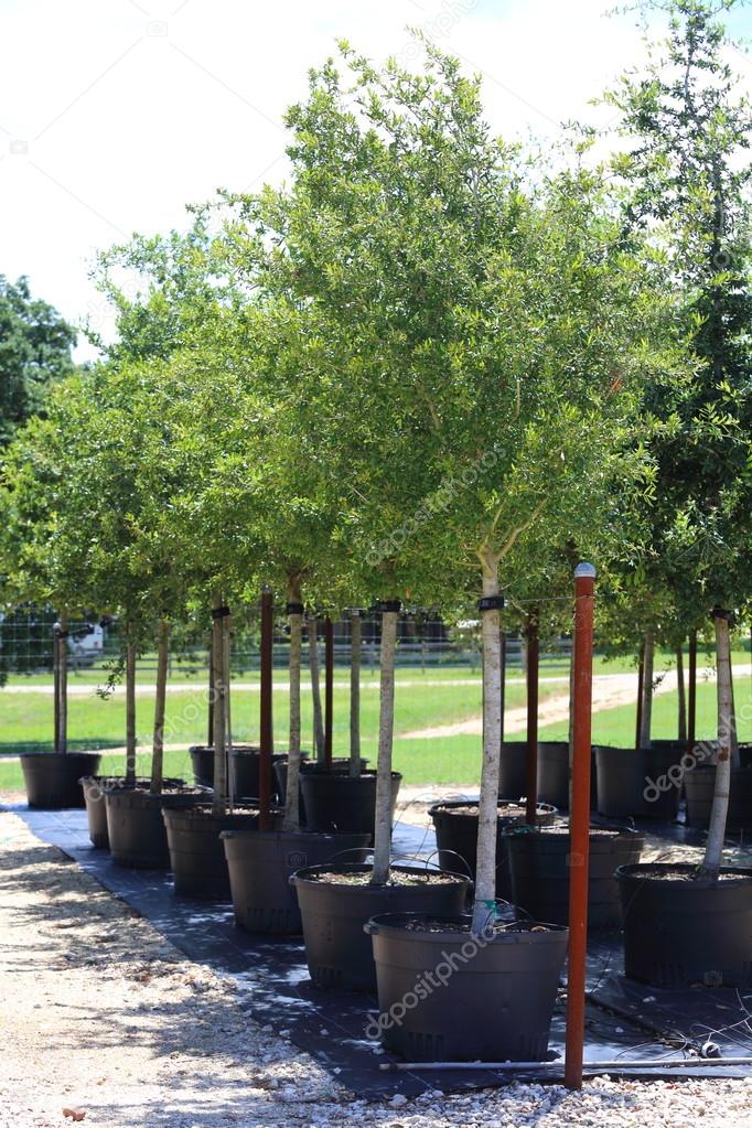 Tree Nursery — Stock Photo © abhbah05 75700385