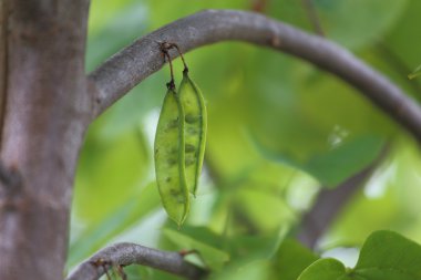 büyüyen tohum pods
