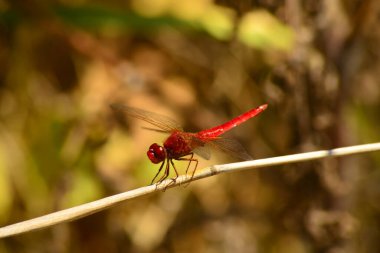 MACRO Fotografı ile KIRMIZI DREDRİŞ FİLM Şaşılacak Görünüyor