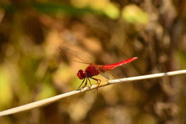 MACRO Fotografı ile KIRMIZI DREDRİŞ FİLM Şaşılacak Görünüyor