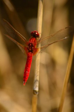 MACRO Fotografı ile KIRMIZI DREDRİŞ FİLM Şaşılacak Görünüyor