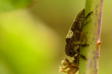 nsect 'in makro görüntüsü