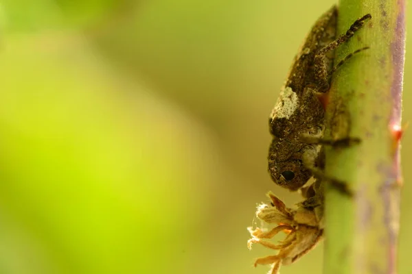 Makroaufnahme Eines Insekts — Stockfoto