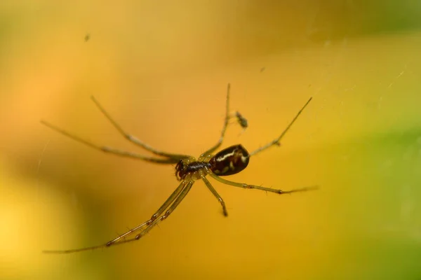 Close Sper Nature — стоковое фото