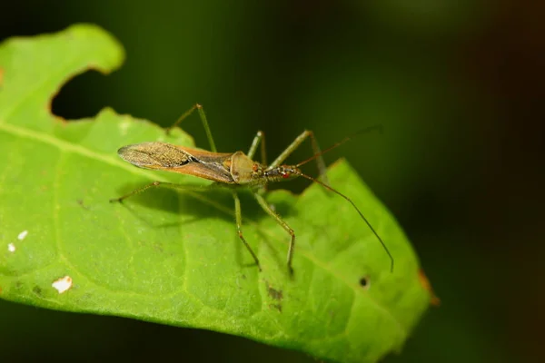 Spder N自然を閉じて — ストック写真