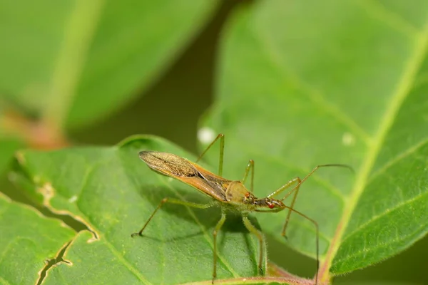 Nahaufnahme Der Natur — Stockfoto