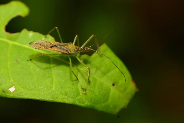 Spder N自然を閉じて — ストック写真