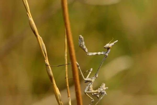 Mants Macro Tiro Natureza — Fotografia de Stock