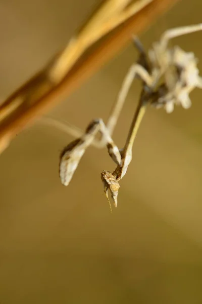 Mants Macro Shot Naturaleza —  Fotos de Stock