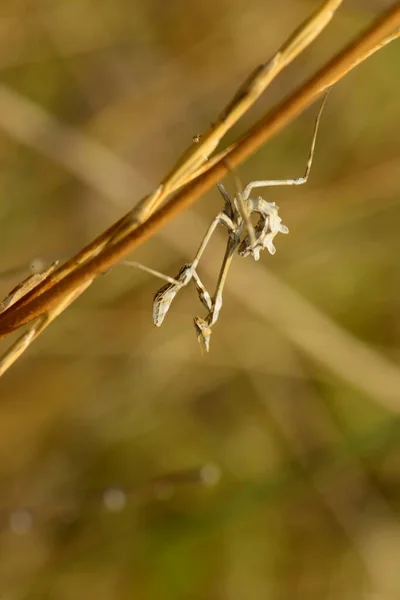 Mants Makro Skott Naturen — Stockfoto