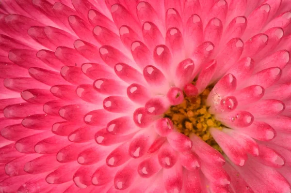 美しいPnk花マクロショット — ストック写真