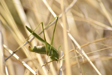 Çalı makro çekiminde çekirge.