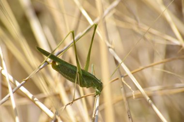Çalı makro çekiminde çekirge.