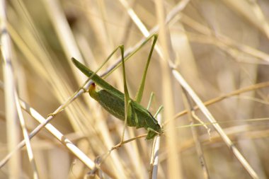 Çalı makro çekiminde çekirge.
