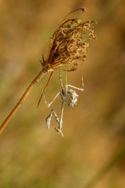 Bir çiçeğin üzerinde geriye doğru dur.