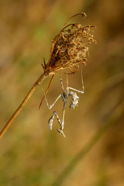 花の上に逆立ち — ストック写真