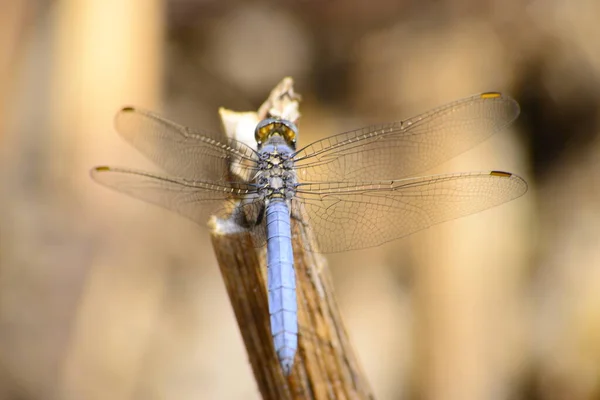 곤충의 매크로 자연을 — 스톡 사진