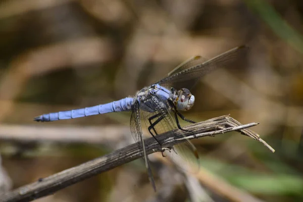 Macro Shot Nsects Nature — Stock Photo, Image