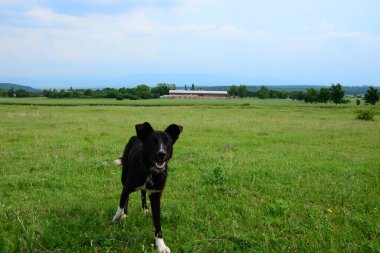 İnek ve köpek bu hayatı yaşıyor.
