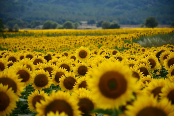 Tournesols Magnifiques Ferme — Photo