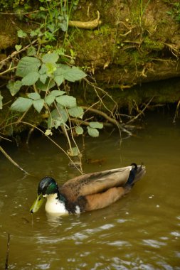 Ördekler karavanda yüzüyor.