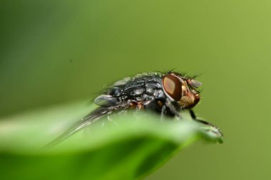 siyah böcek makro görüntüsü yakın çekim