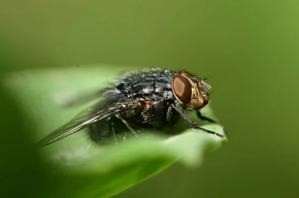 Black Bug Macro Shot Close Seup — стоковое фото