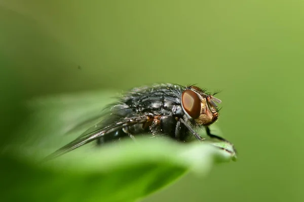 Preto Bug Macro Tiro Closeup — Fotografia de Stock