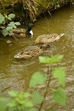 Ördekler gölde yüzüyor.
