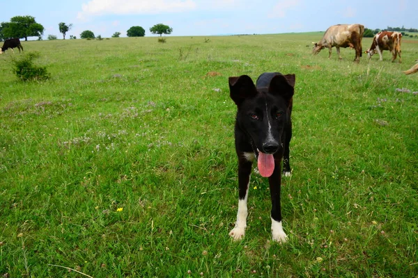 farm animals is the most friendly